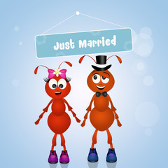 Obraz premium Wedding of ants