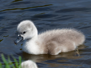 Mute Swan - Cygnus olor