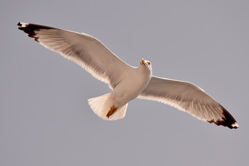 seagull flying