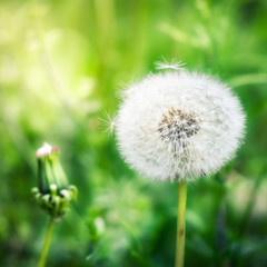 Closeup from young and old dandelion with bright background