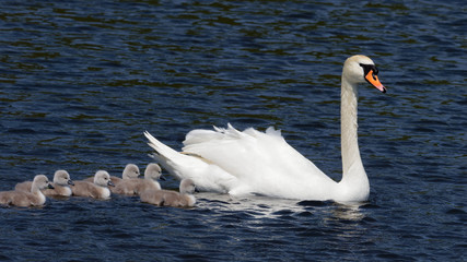 Obraz premium Mute Swan&nbsp;- Cygnus olor