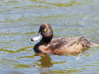 Tufted Duck - Aythya fuligula
