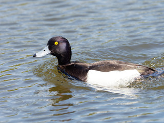 Tufted Duck - Aythya fuligula