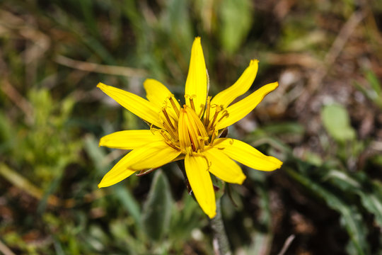 Flor de Tragopogon pratensis. Barba cabruna.