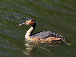 Great Crested Grebe - Podiceps cristatus