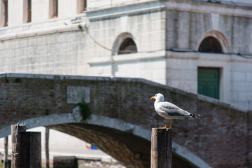Reflections along the canals of Chioggia, Venice and its lagoon.