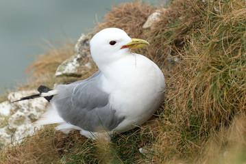 Kittiwake nesting and mating. A gentle looking, medium-sized gull with a small yellow bill and a dark eye.