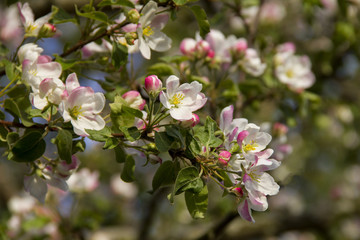 Obraz premium blooming Apple tree