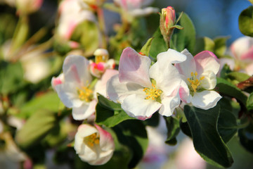 Fototapeta na wymiar blooming Apple tree