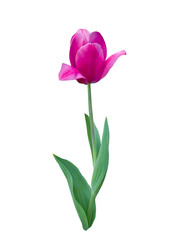 Pink tulip close up