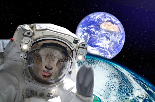 Goat astronaut, showing tongue, in space on a background globe. Elements of this image furnished by NASA.