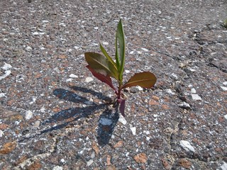 Plant raising from asphalt