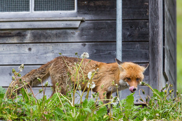 hungry red fox (vulpes vulpes) standing before henhouse © Pascal Halder
