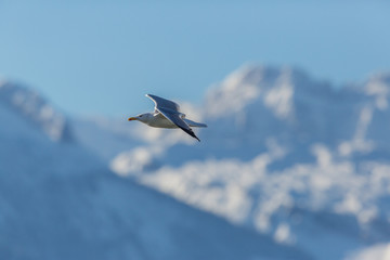 one seagull in flight with snowy mountains and blue sky