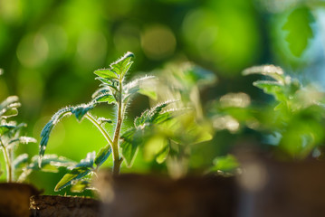 Tomato plants in the early stages of growth.