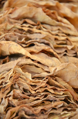 drying tobacco leaves in nature