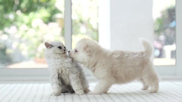 Cute kitten and puppy playing together,slow motion
