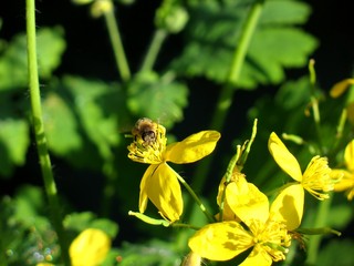 Biene auf einer Schöllkrautblüte