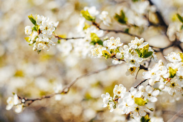 gentle white spring flowers in sun light