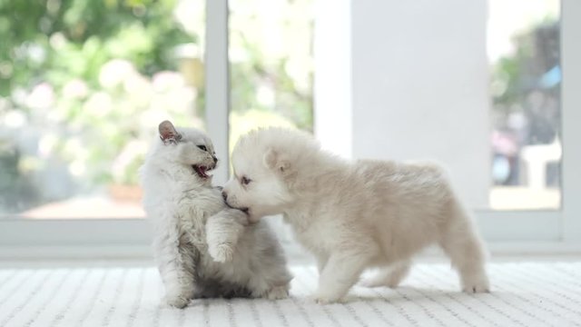Cute kitten and puppy fighting together,slow motion