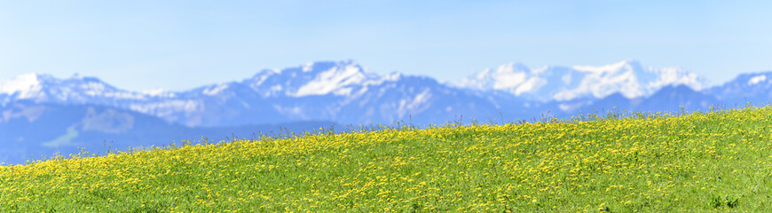 Bergpanorama mit blühender Almwiese in Vorarlberg © ARochau