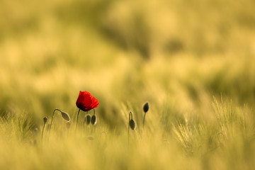 Wild Red Poppy, Shot With A Shallow Depth Of Focus, On A Yellow Wheat Field In The Sun. Lonely Red Poppy Close-Up Among Wheat. Picturesque Single Wild Poppy On A Background Of Ripe Wheat