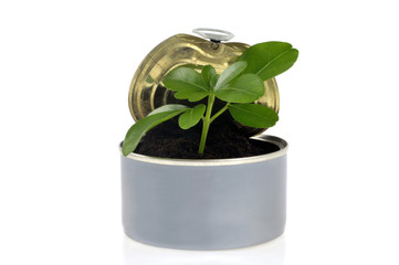 Jeune pousse dans une boîte de conserve 