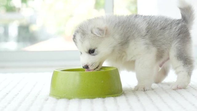 Cute siberian husky puppy scratching,slow motion