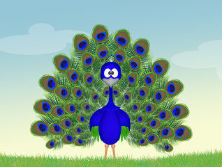 beautiful peacock