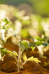 Tomato plants in the early stages of growth.