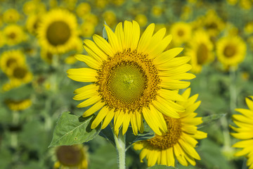 Fototapeta premium Sunflower by setting sun (Helianthus annuus) in the farm