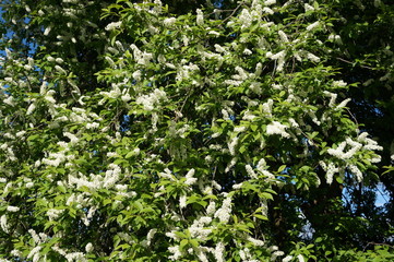 Fototapeta na wymiar Bird cherry tree - blooming tree with white flowers