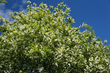 Bird cherry tree - blooming tree with white flowers