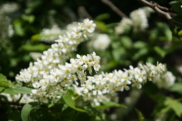 Fototapeta premium Bird cherry tree - blooming tree with white flowers