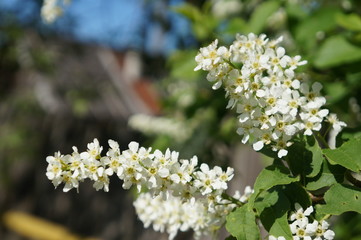 Bird cherry tree - blooming tree with white flowers