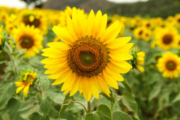 Sunflower by setting sun (Helianthus annuus) in the farm