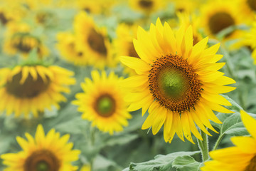 Obraz premium Sunflower by setting sun (Helianthus annuus) in the farm