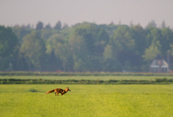 Naklejka na ściany i meble Red fox running in a meadow