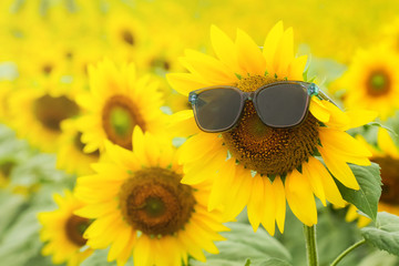 Sunflower (Helianthus annuus) with glasses in the farm on blue sky