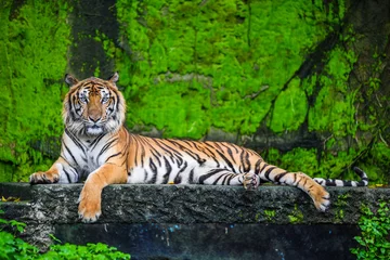 Wandaufkleber bengalischer Tiger © watchara