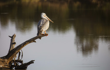 Pink-backed pelican