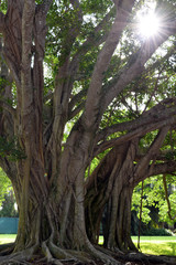 Fototapeta premium Banyan Tree in Morning Mist