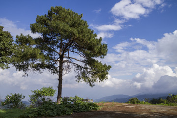 Fototapeta na wymiar Branch of the mountain pine