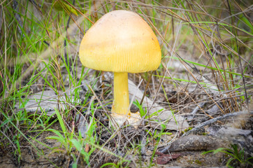 mushrooms