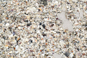 Seashell Sand Closeup