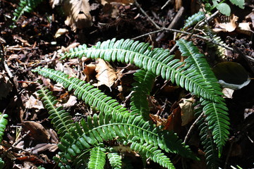 Naklejka premium Blechnum en épi ou Blechne en épi ou Fougère pectinée , Struthiopteris spicant