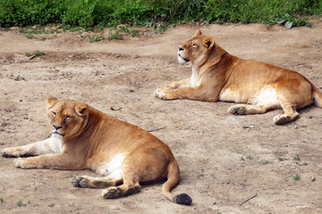 Lioness lying on the ground