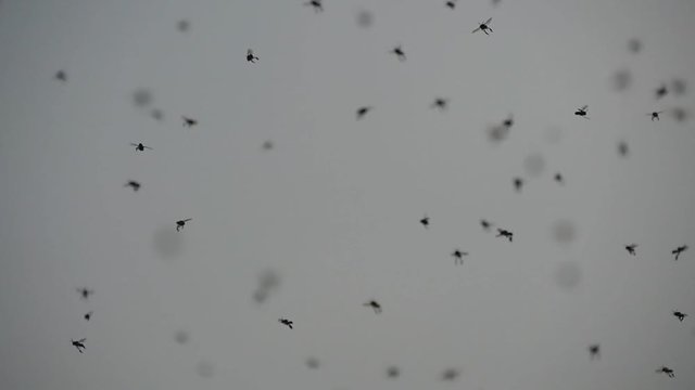 Как выглядят голубиные блохи Dipterus Видеоматериалы: просматривайте 97 стоковое видео в формате HD Adobe Sto