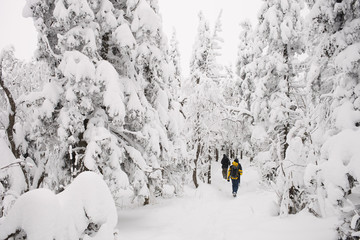 The travelers goes to the snowy forest after a record snowfall in early winter. Monthly rainfall.