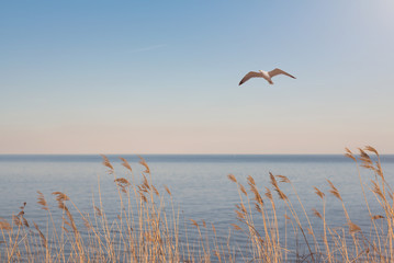 marram grass in evening sunlight with seagull flying above an sea in blurry background